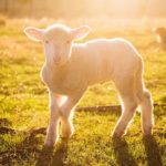 Lost Sheep resized