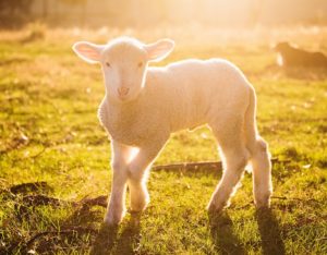 Lost Sheep resized